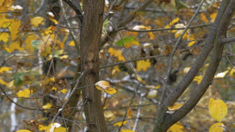 a closeup of tree branches with yellow autumn leaves