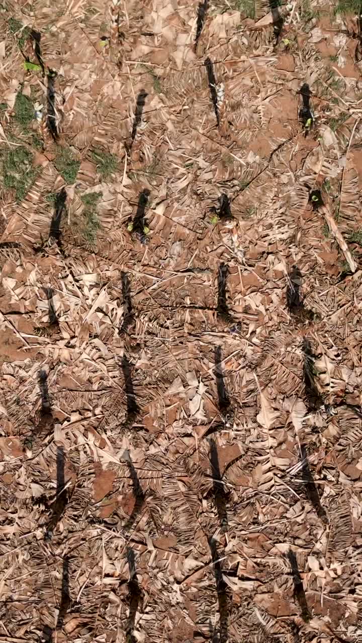 Field of dry leaves and stems