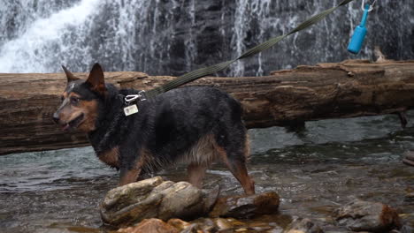 alert and adorable pet dog on a leash in the river water with a waterfall in the background