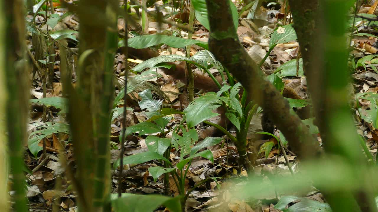 lindo coatí buscando comida en su hábitat natural en un denso bosque verde de la selva