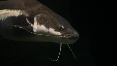 barred sorubim swimming slowly in a aquatic landscape, close up tracking shot, dark background