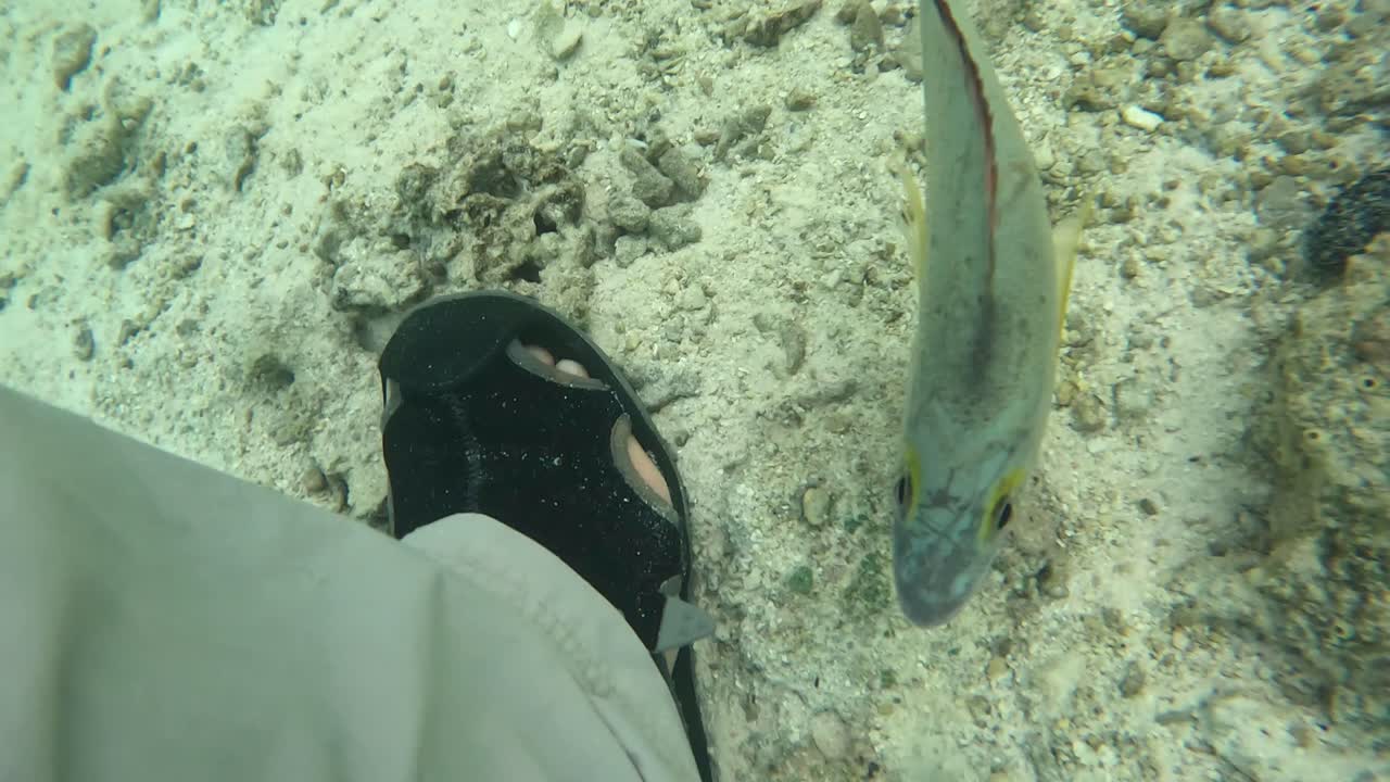 peces pequeños liberados bajo el agua por un pescador con mosca en vacaciones de pesca en una isla tropical