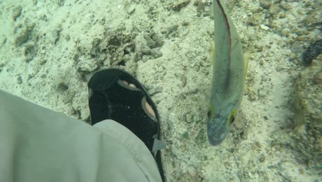 small fish released underwater by fly fisherman on tropical island fishing holiday