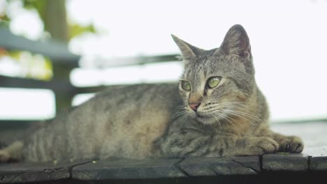 gato somnoliento tendido en el suelo de madera en la tarde perezosa