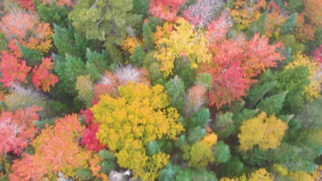 Stunning-aerial-shot-starting-over-top-of-the-orange,-red,-green-and-yellow-trees,-then-panning-up-to-reveal-the-curvature-of-the-flowing-river-below