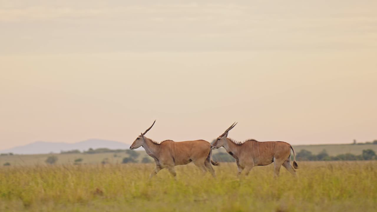toma en cámara lenta de topi corriendo a través del hermoso y exuberante paisaje africano, montañas en el fondo en la sabana vacía sabana, vida silvestre africana en masai mara