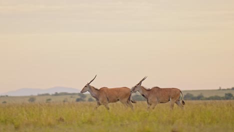 Zeitlupenaufnahme-Von-Topi,-Die-Durch-Die-Wunderschöne-üppige-Afrikanische-Landschaft-Laufen,-Berge-Im-Hintergrund-In-Der-Leeren-Savannensavanne,-Afrikanische-Tierwelt-In-Der-Masai-Mara