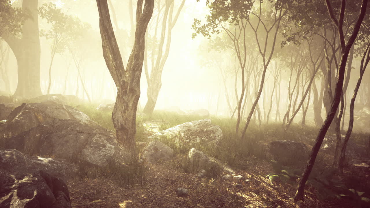 Enchanting forest path illuminated by soft morning light in serene nature