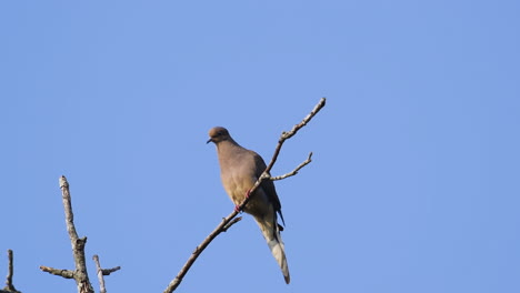 A-beige-mourning-dove-perched-on-a-leafless-treetop-against-a-blue-sky-background