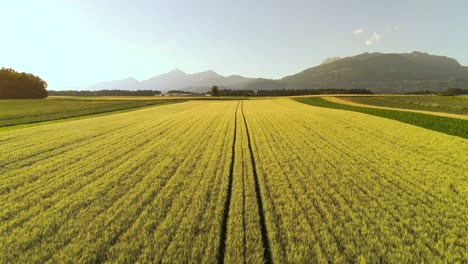 Schöne-Aussicht-Auf-Das-Endlose-Gelbe-Landwirtschaftliche-Feld-Am-Bewölkten-Frühlingstag