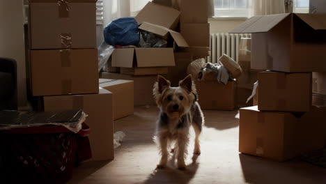 small dog surrounded by moving boxes