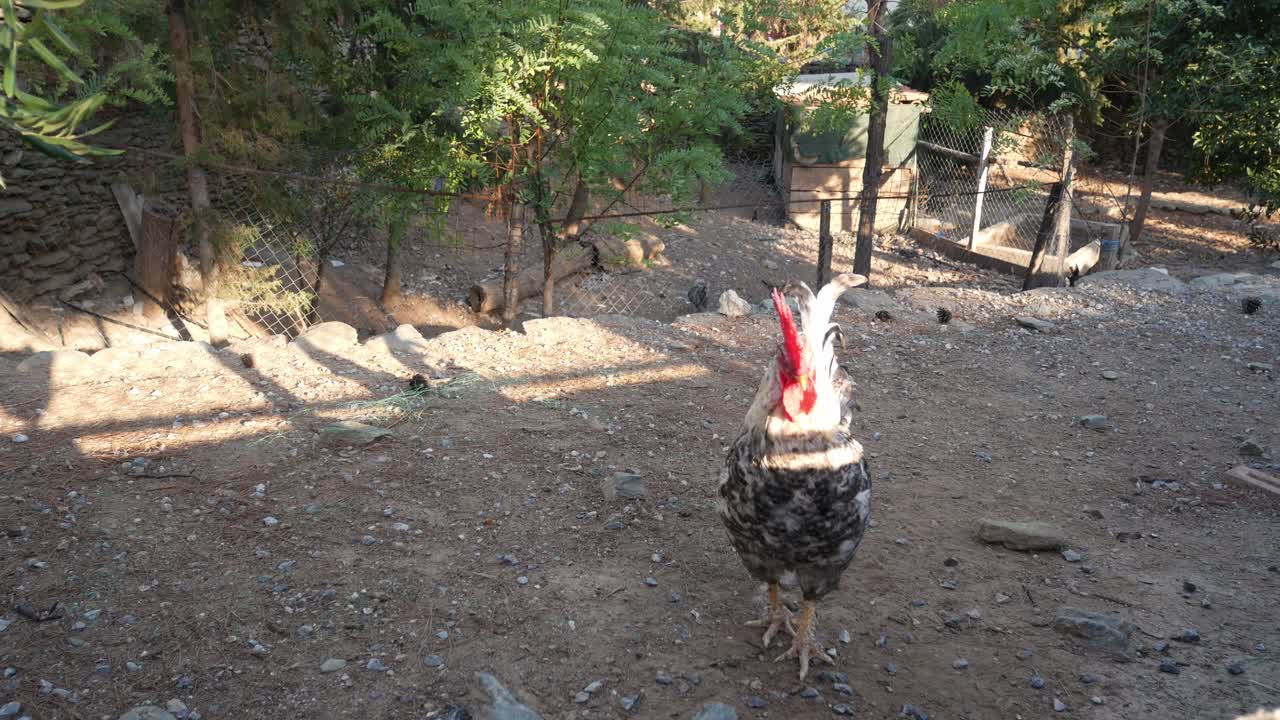 Curious rooster enjoying some late sun at the Vlatadon monastery, Thessaloniki, Greece