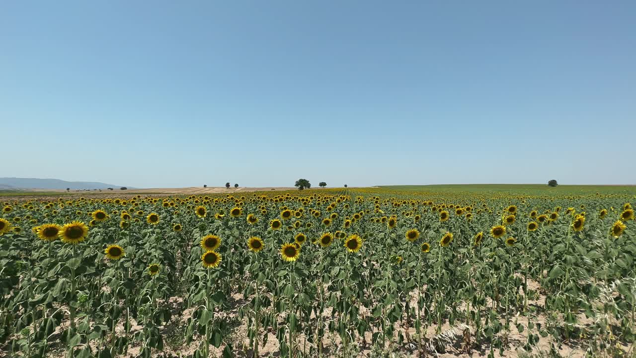 campo de girasoles en tiempo soleado