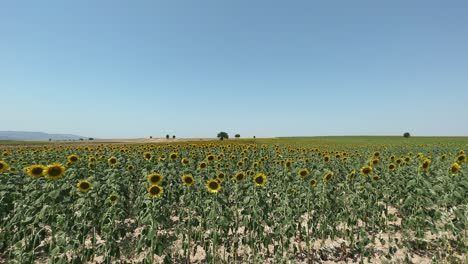 Sonnenblumenfeld-Bei-Sonnigem-Wetter