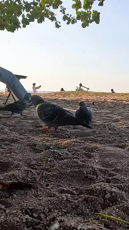 personas sentadas, palomas caminando por la playa de arena