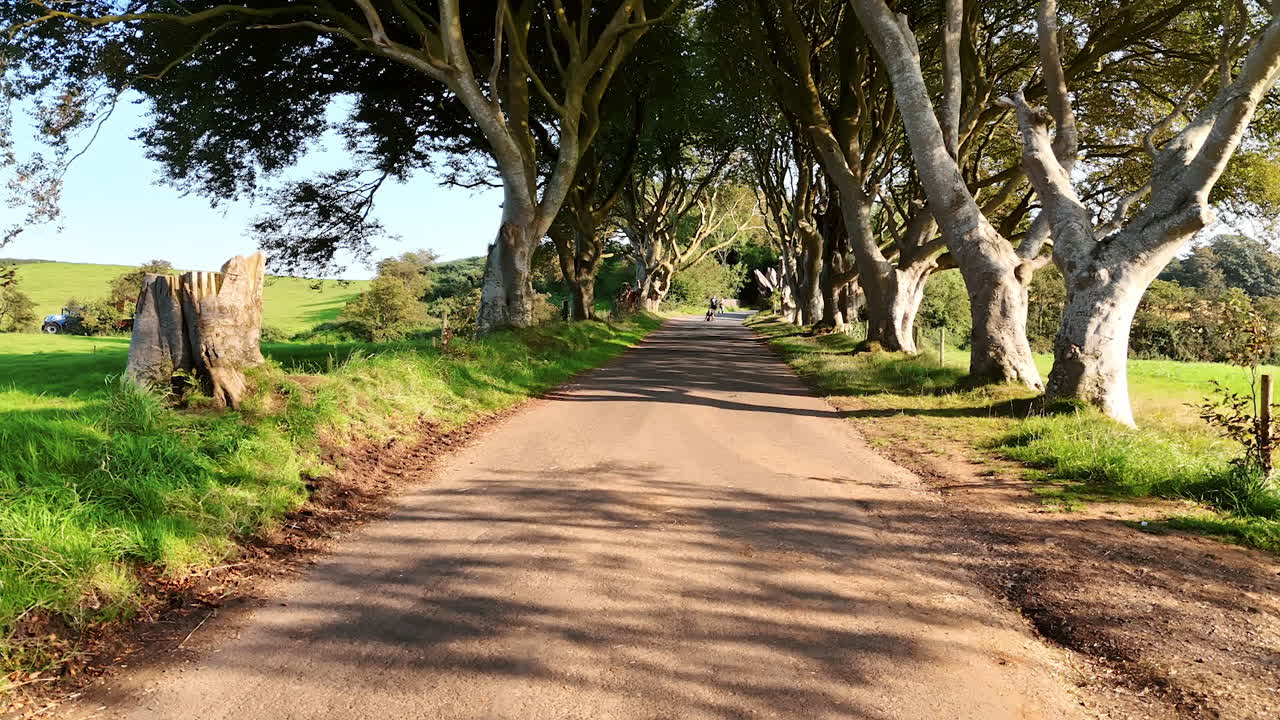 Woman walking a dog on the alley with beautiful high trees on sunny day. Drone footage along the famous Dark Hedges, Northern Ireland.
