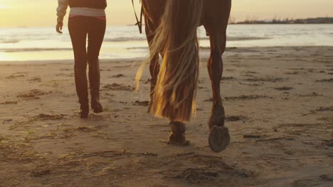 young girl and her horse walking on beach in sunset light. shot of horse legs.