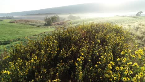 aerial camer moving forward over a copse of black eyed susan flowers with greenhouses, mountains, and fields with fog