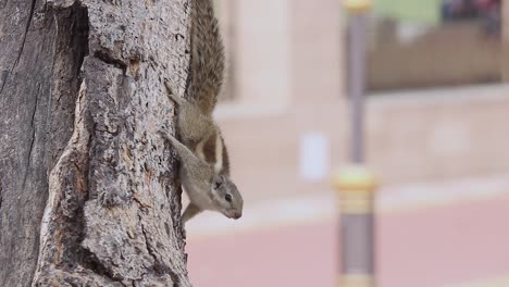 Bewusstes-Schönes-Indisches-Eichhörnchen-Auf-Baum-Stockvideo-Full-HD-In-Der-Auflösung-1920-X-1080