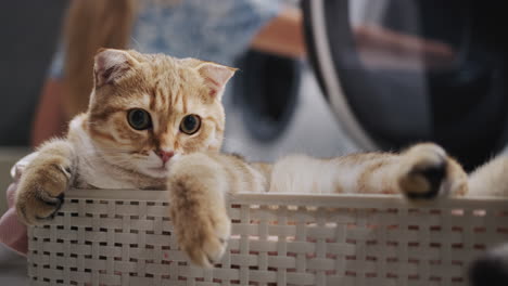 A-young-woman-takes-out-laundry-from-the-washing-machine,-a-ginger-cat-sits-in-the-foreground.