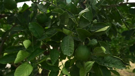 fresh lime hanging in lime tree, close-up slow pullback