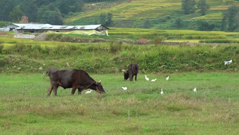 vacas pastando en el pasto con algunas garcillas bueyeras caminando