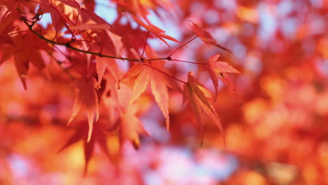 Close up of autumn colorful leaves blowing by the wind