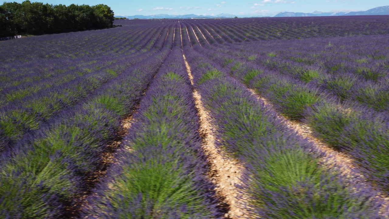 Lavender field agriculture cultivation farming