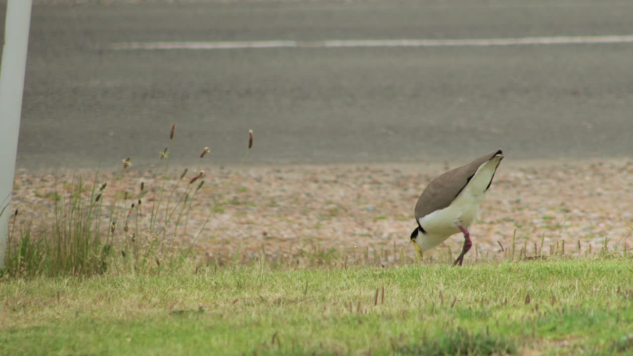 도로  ⁇ 의 잔디 위에 서 있는 가면화 된 lapwing plover