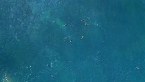 Tiro-Directo-Hacia-Abajo-Con-Leones-Marinos-Jugando-Y-Tratando-De-Atrapar-Una-Ola-Durante-La-Marea-Real-En-La-Jolla,-California