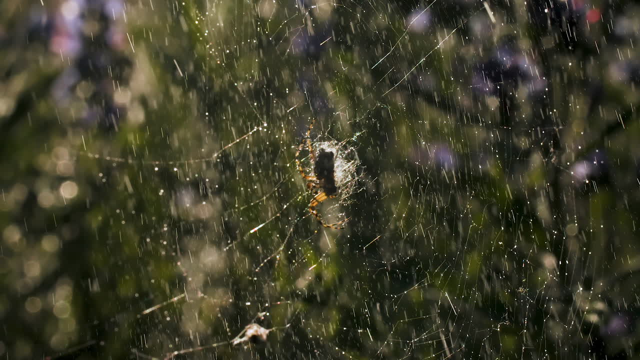 araña en una red húmeda bajo la lluvia