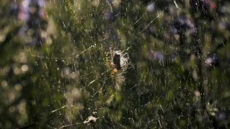 spider on a wet web in the rain