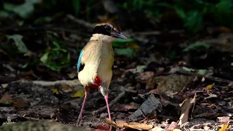 Uno-De-Los-Pittas-Más-Buscados-Y-Catalogado-Como-Una-Especie-Vulnerable