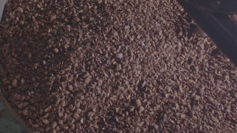 grinding chocolate cocoa beans - isolated close up