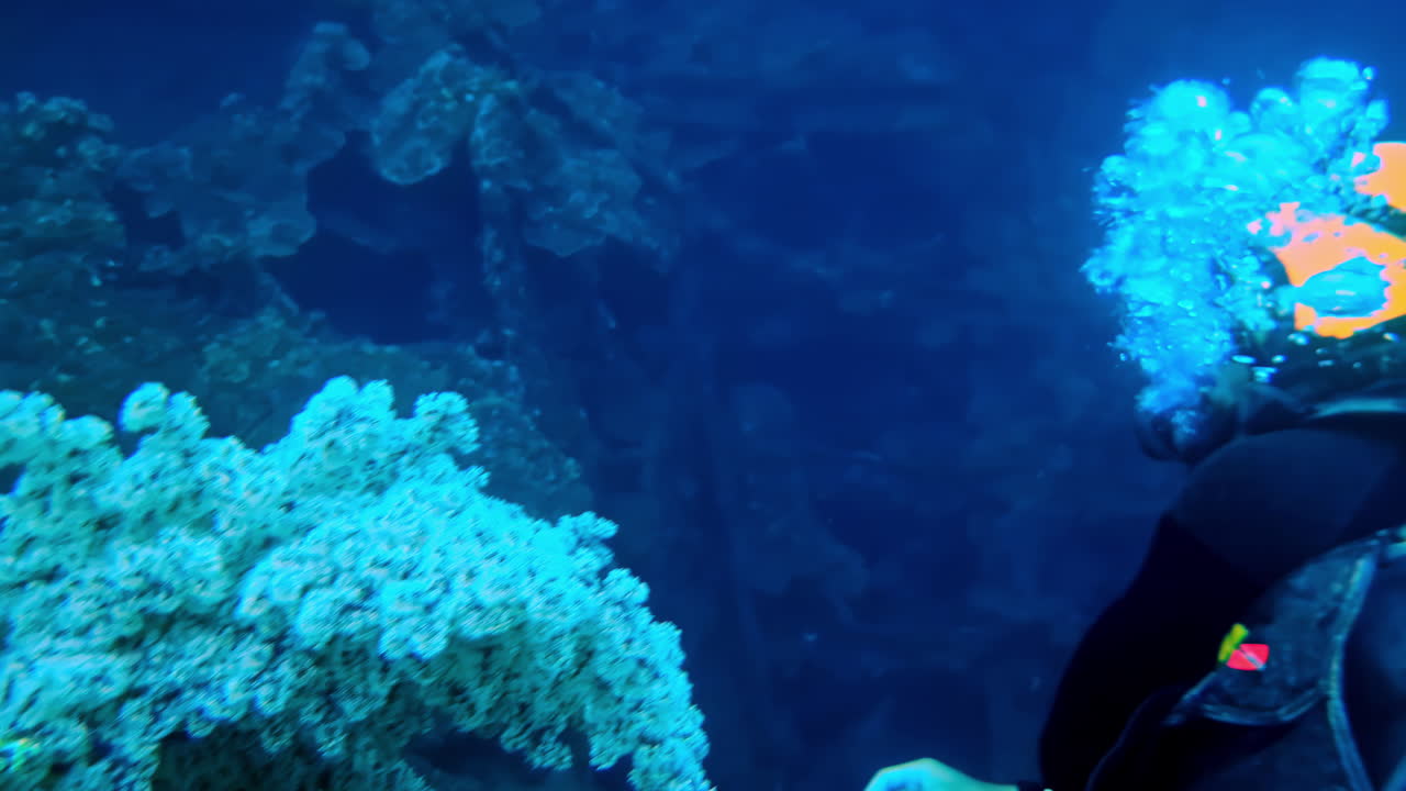 Bali, Endonezya'daki USAT Liberty batığında büyüyen beyaz yumuşak mercan, Tulamben dalış noktasındaki su altı batığında resif yaşamı ve renkli deniz bitki örtüsüyle birlikte.