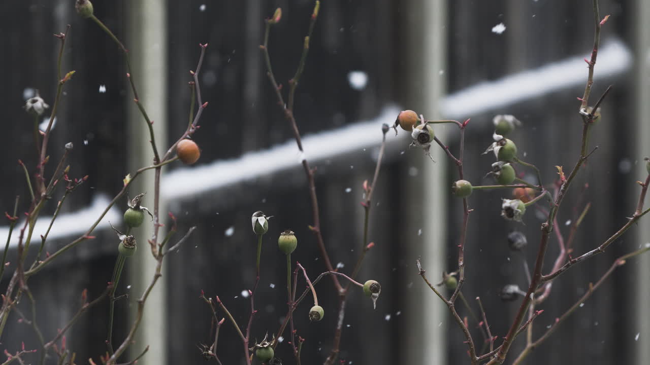 nieve cayendo suavemente sobre la planta de capullos de rosa del jardín afuera