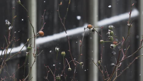 Nieve-Cayendo-Suavemente-Sobre-La-Planta-De-Capullos-De-Rosa-Del-Jardín-Afuera
