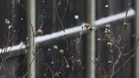 snow gently falling on garden rose buds plant outside