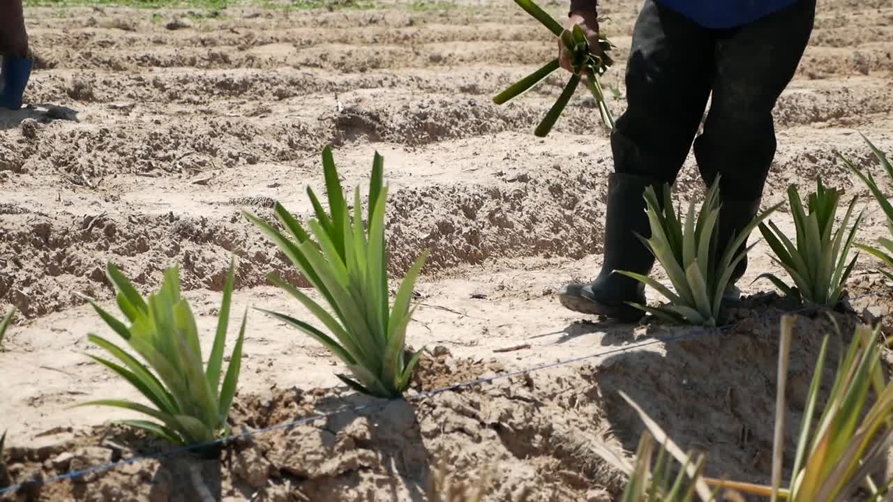 cultivo de piña plantación de piña cultivadores de piña filmados en gh5 con 12-35 f2