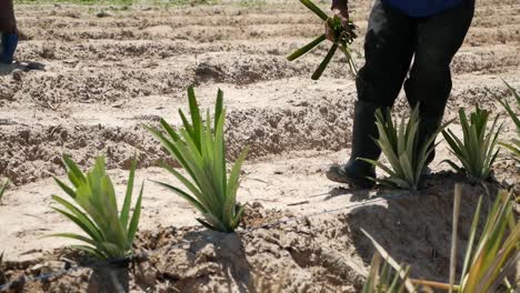 Cultivo-De-Piña-Plantación-De-Piña-Cultivadores-De-Piña-Filmados-En-Gh5-Con-12-35-F2