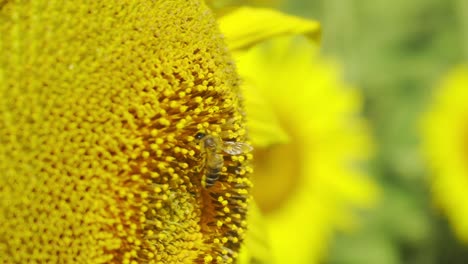 Close-up-of-a-vibrant-yellow-sunflower-with-a-bee,-set-against-a-bright-summer