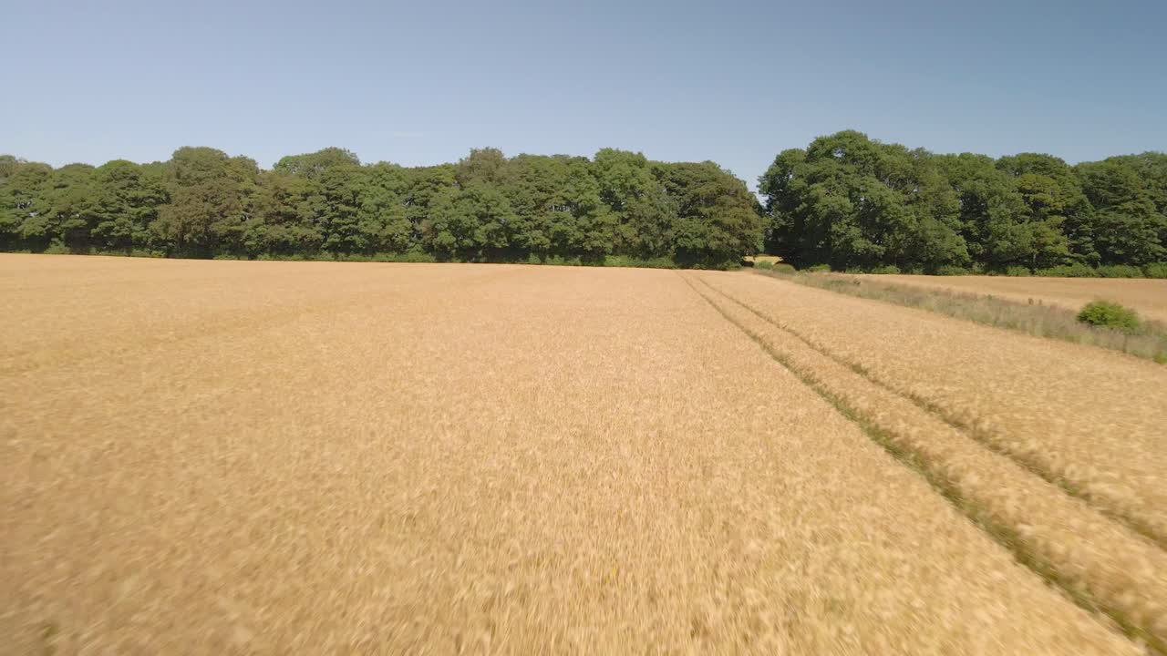 fast Aerial reveal of yellow and green wheat crop fields on agricultural farmland