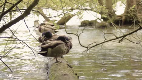 ducks in a row balancing on a log in the water