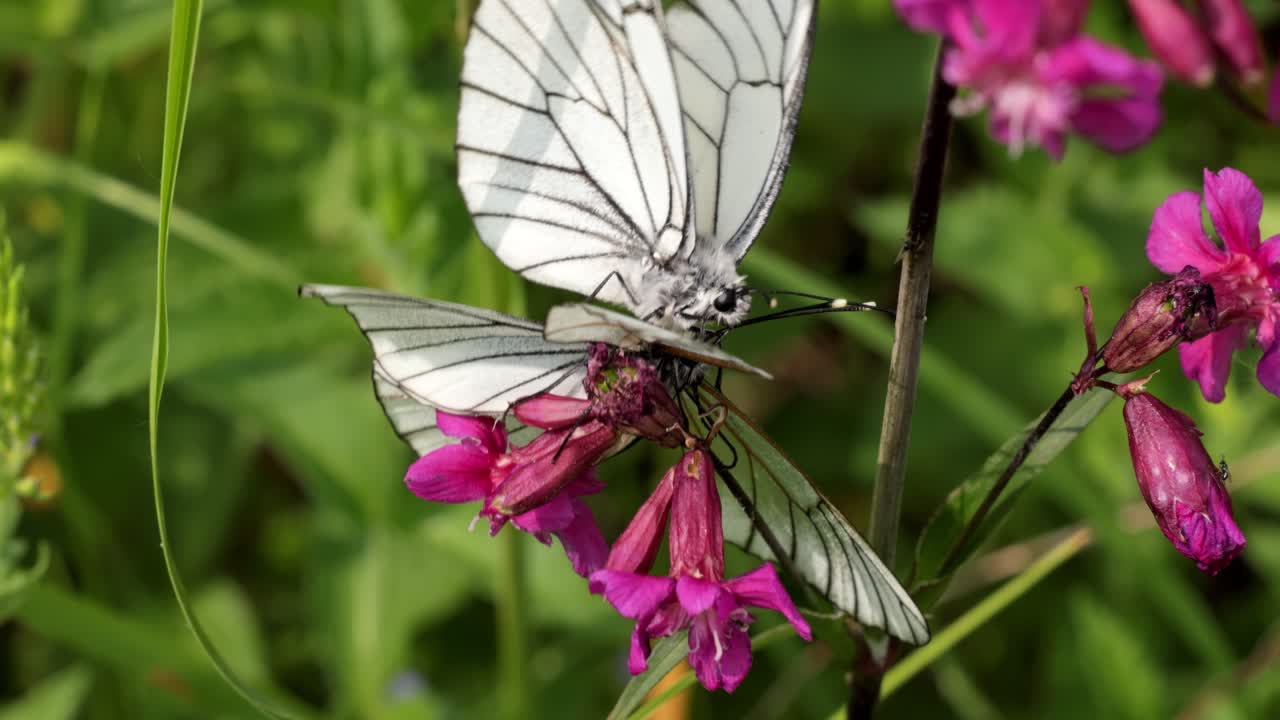 Accoppiamento di farfalle. La farfalla Aporia crataegi, nota come cavolaia del biancospino, è una grande farfalla della famiglia delle Pieridae