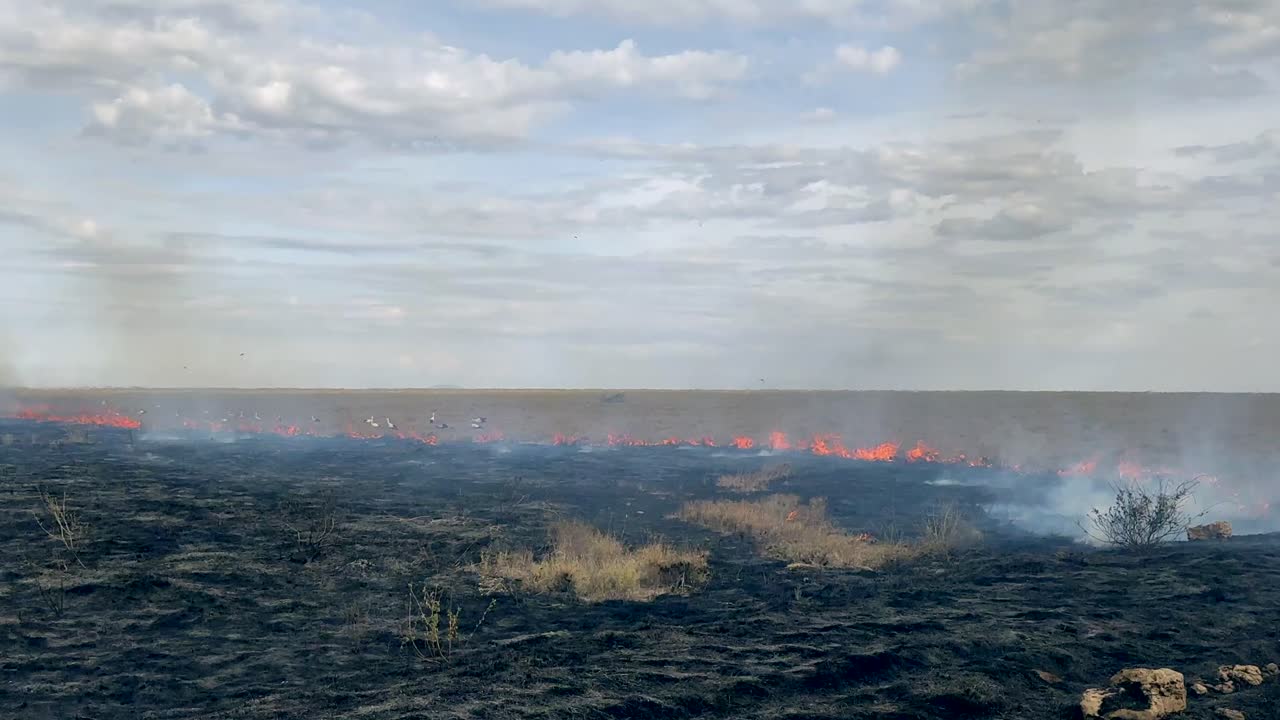 White storks (Ciconia ciconia) catching insects and small animals escaping flames during a wildfire in savannah. Serengeti National Park. Tanzania