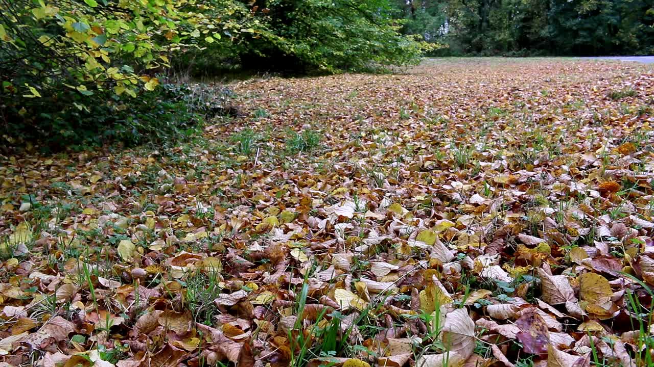 Hojas caídas cubriendo el suelo al comienzo del otoño.