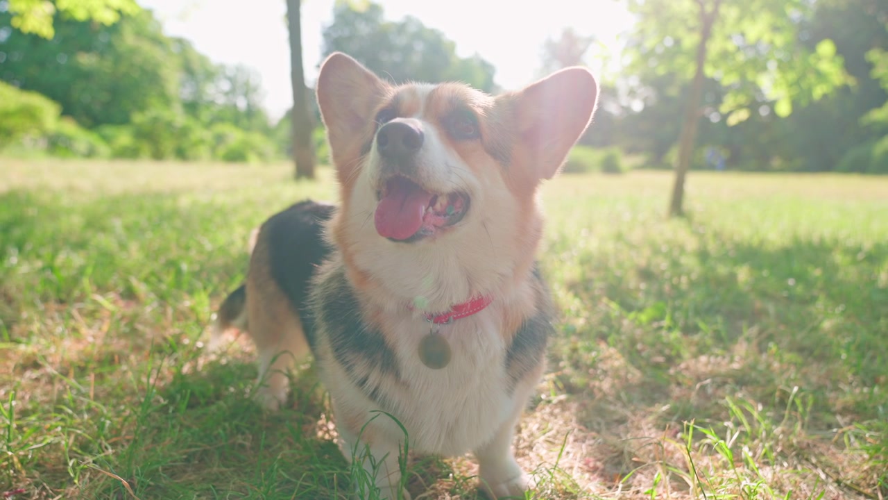 Perro Corgi feliz de pie en un parque verde soleado