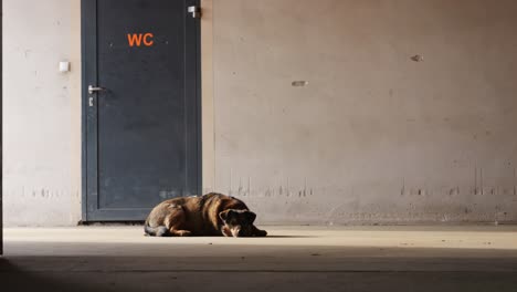 Hund-Liegt-Auf-Dem-Stallboden,-Dahinter-Eine-Tür-Mit-Einem-&quot;WC&quot;-Schild