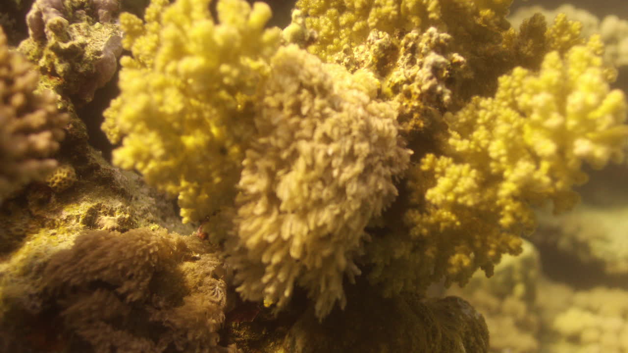 Corals in the Reef of the Red Sea