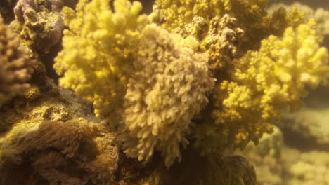 corales en el arrecife del mar rojo